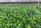 IIP Online Student Photography